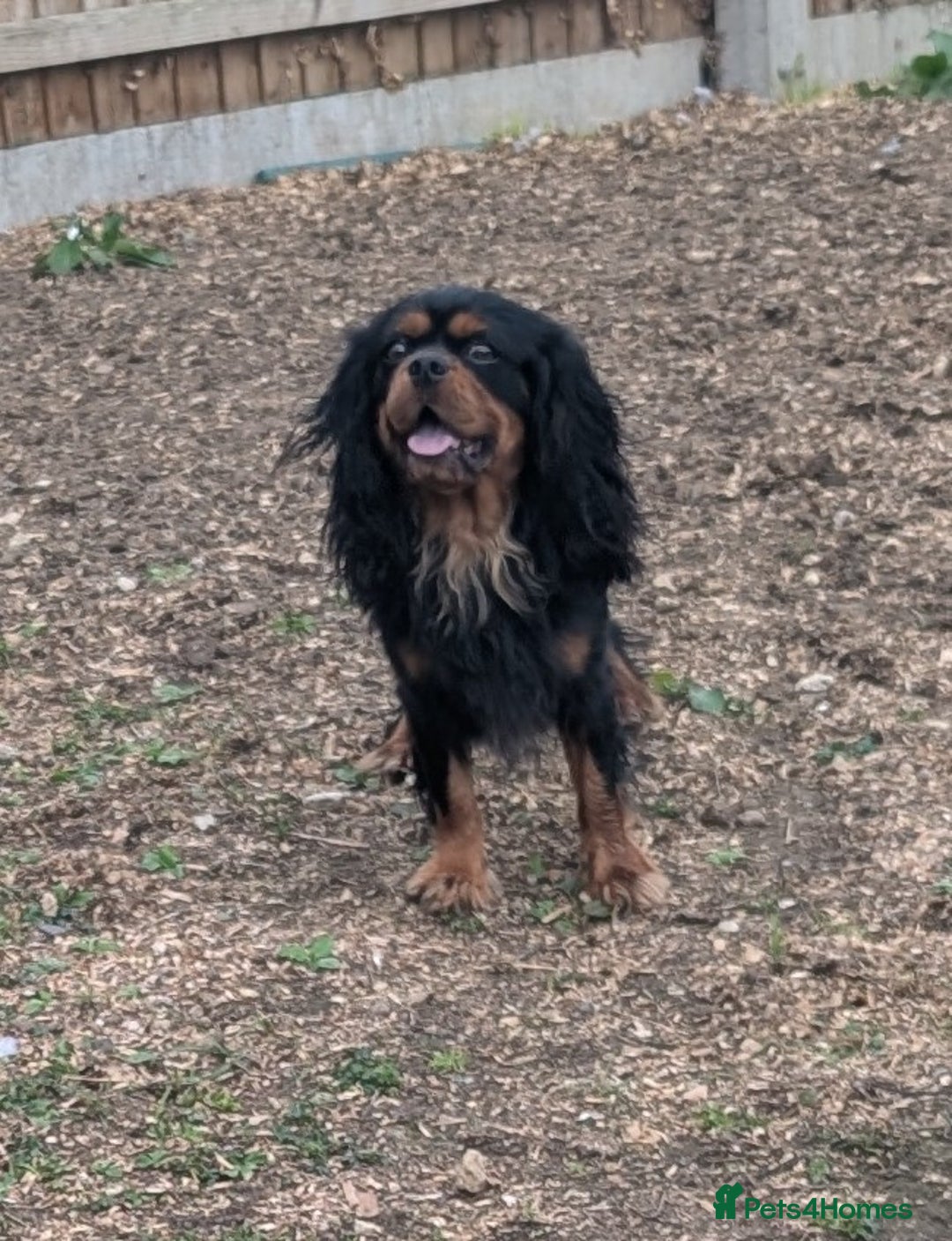 Cavalier King Charles Spaniel dogs for sale: KC Health Tested Black/Tan Male Cavalier 2 years - Image 3