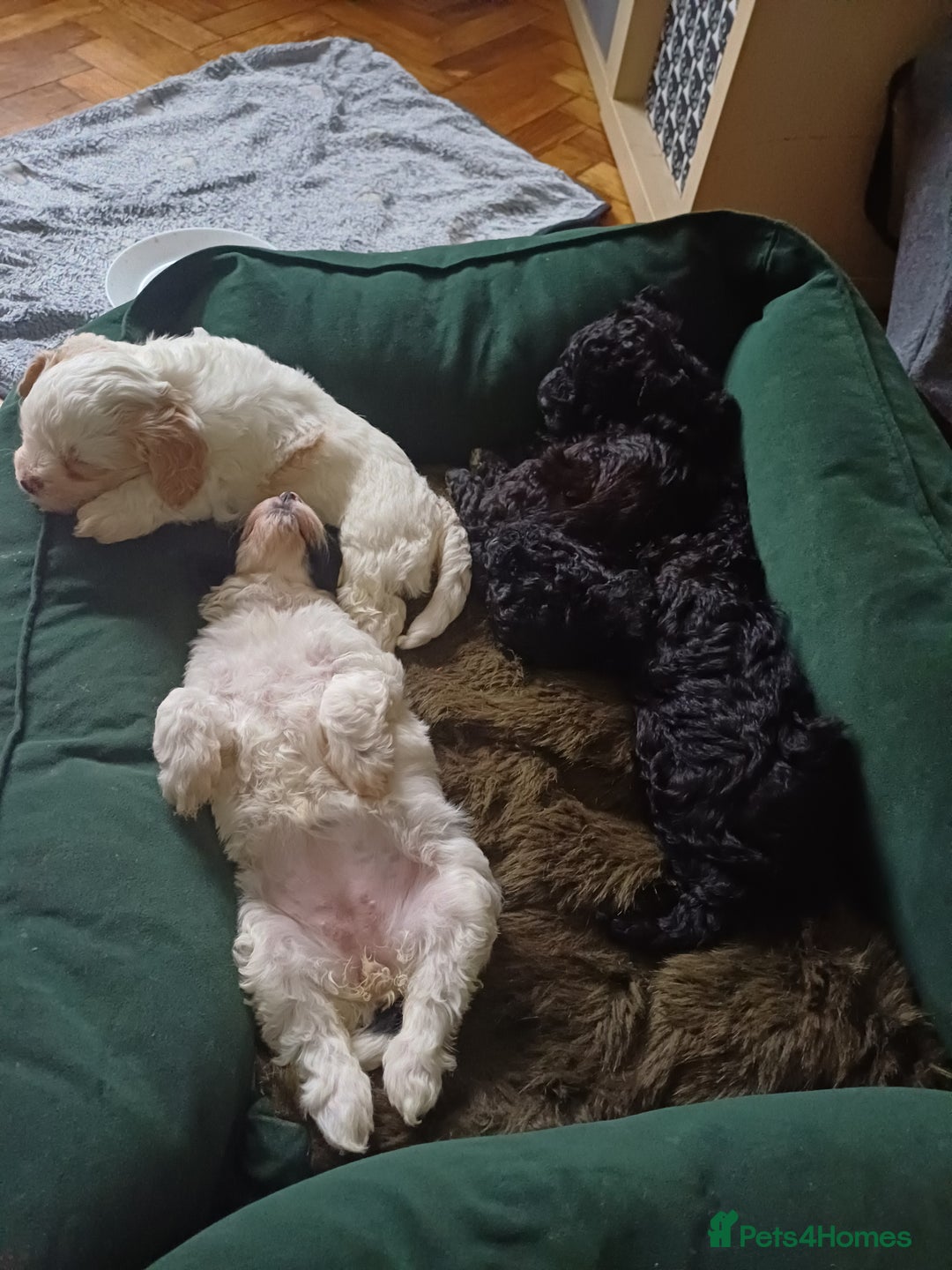 Mixed Breed dogs for sale: Cavapoo puppies available before  **   - Advert 19