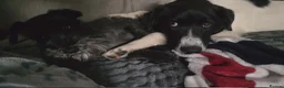 Mixed Breed dogs for adoption: ANGEL - Advert 4