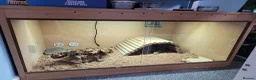 Bearded Dragon reptiles for sale: Juvenile Bearded Dragon & Full Set Up - Advert 9