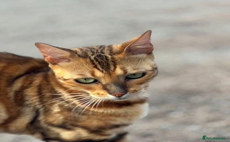 Bengal cats - Advert 2