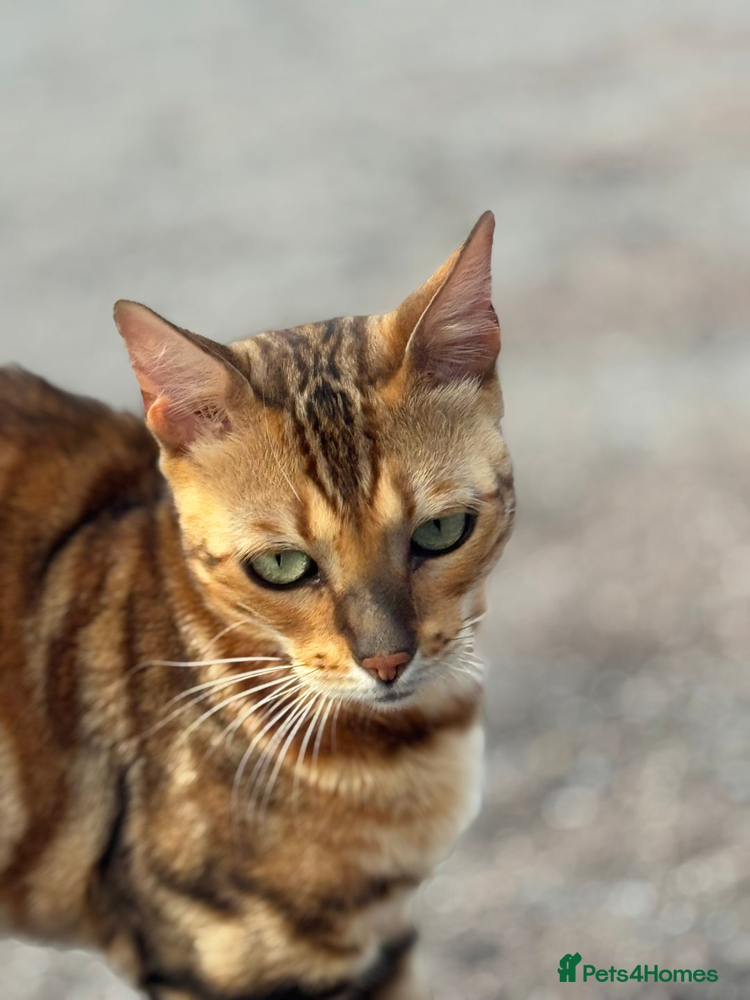 Bengal cats for sale: She very beautiful  - Image 1