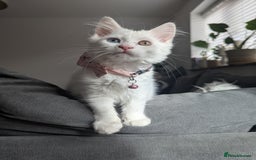 Mixed Breed cats for sale: x2 Fluffy white kittens - Image 2