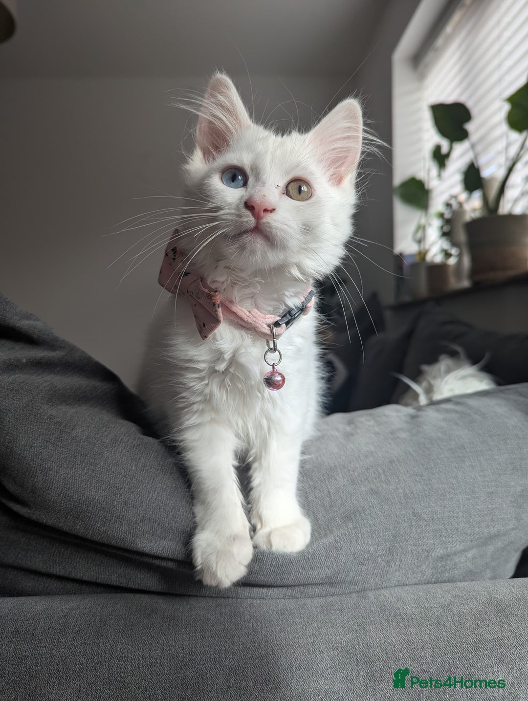 Mixed Breed cats for sale: x2 Fluffy white kittens - Image 2