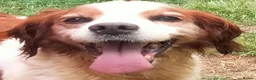 Brittany Spaniel dogs for adoption: Quetzal - Advert 2