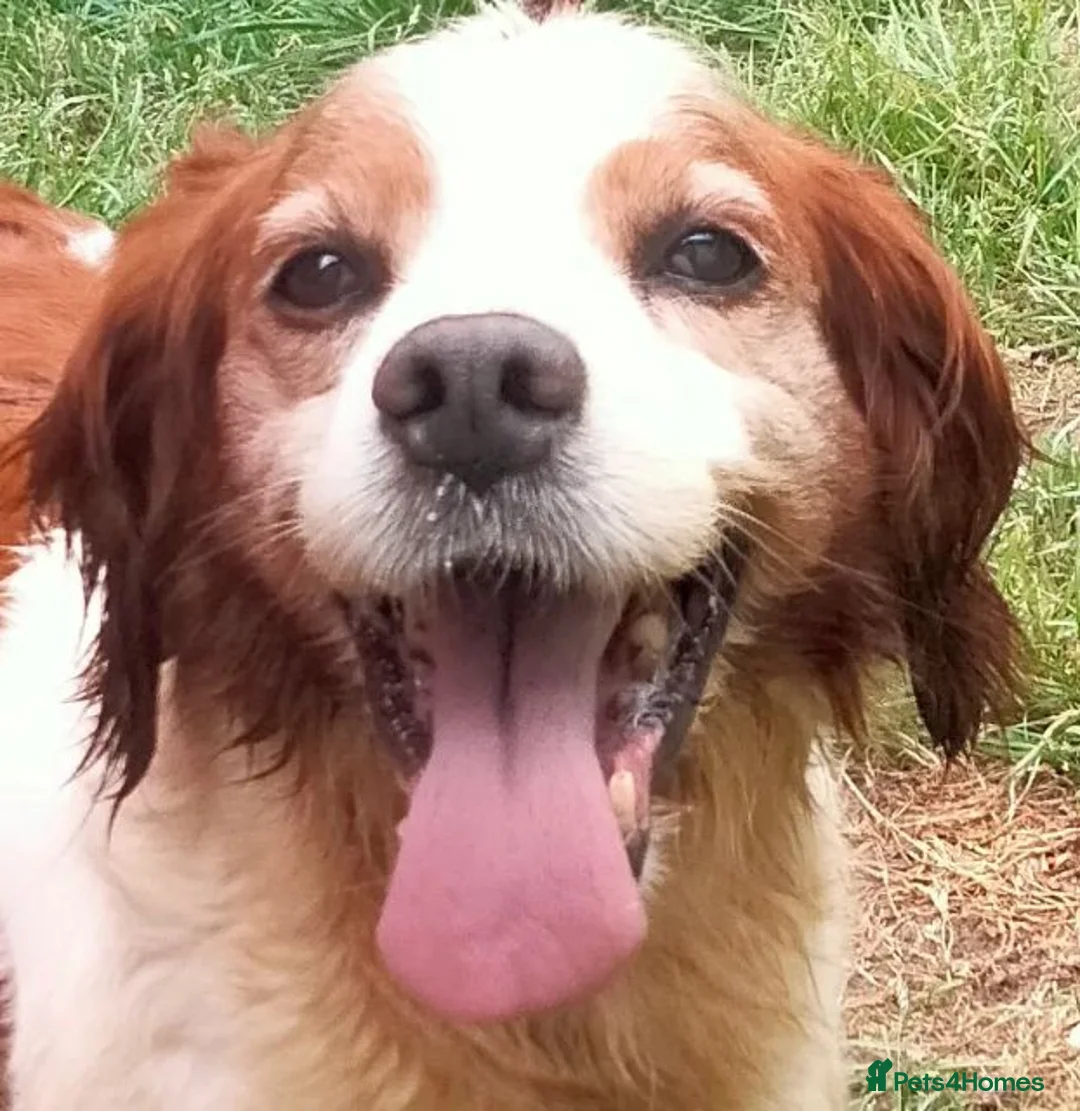 Brittany Spaniel dogs for adoption: Quetzal - Advert 2