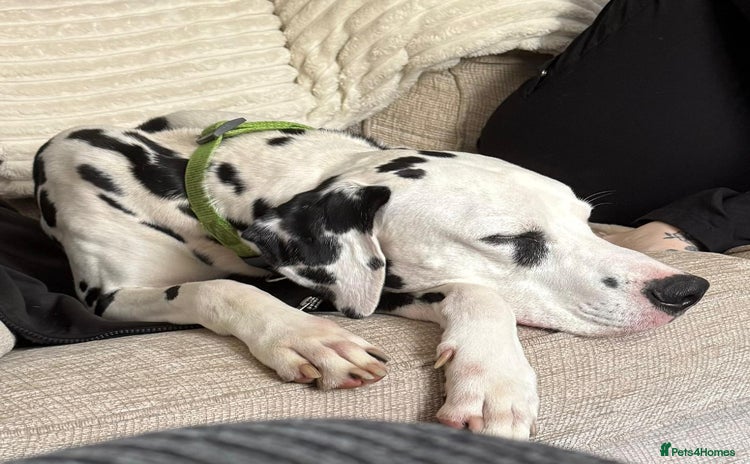 Dalmatian dogs - Advert 1