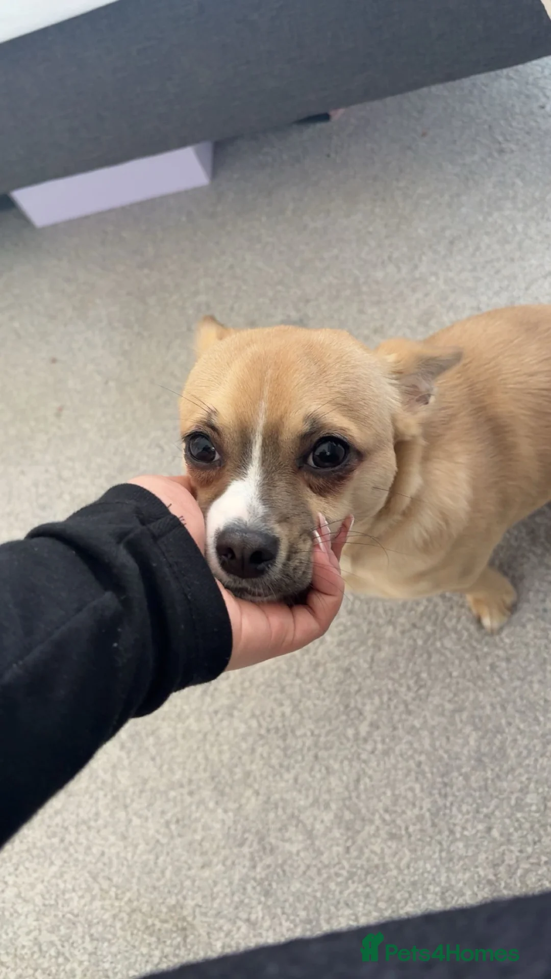 Jack Chi dogs for sale: albie  - Advert 3