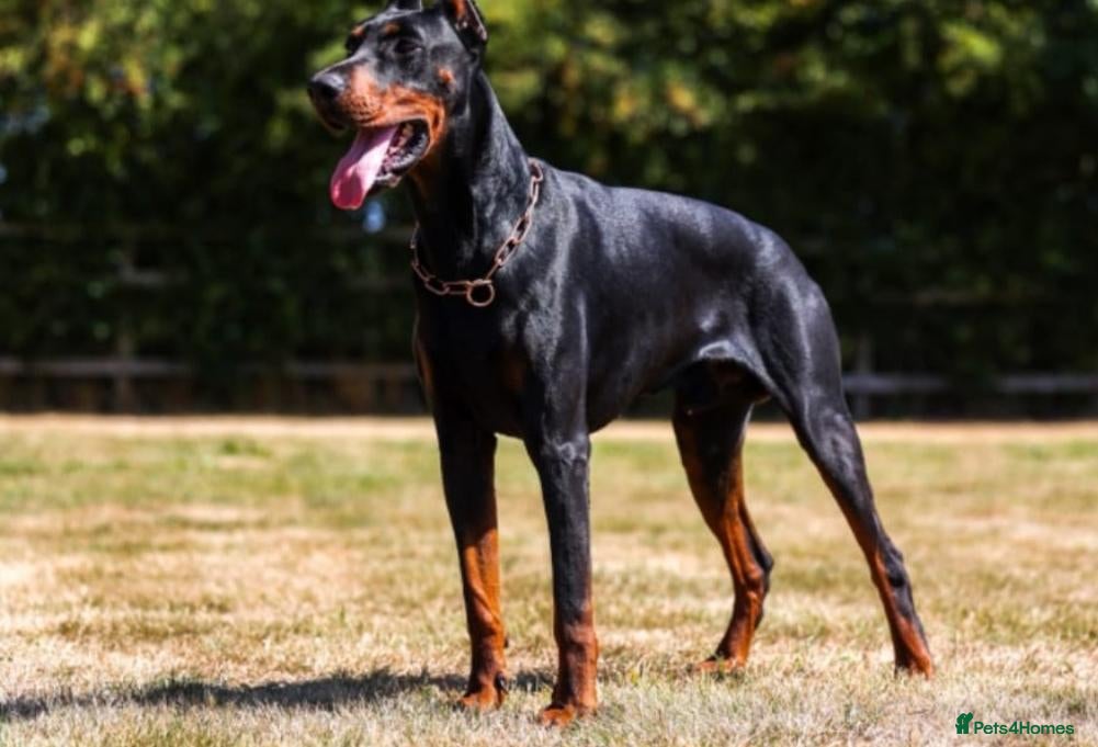 Dobermann dogs for sale: European doberman puppies for sale. - Advert 2