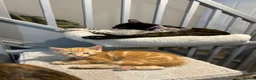 Mixed Breed cats for sale: Beautiful kittens for sale. read description.  - Advert 2