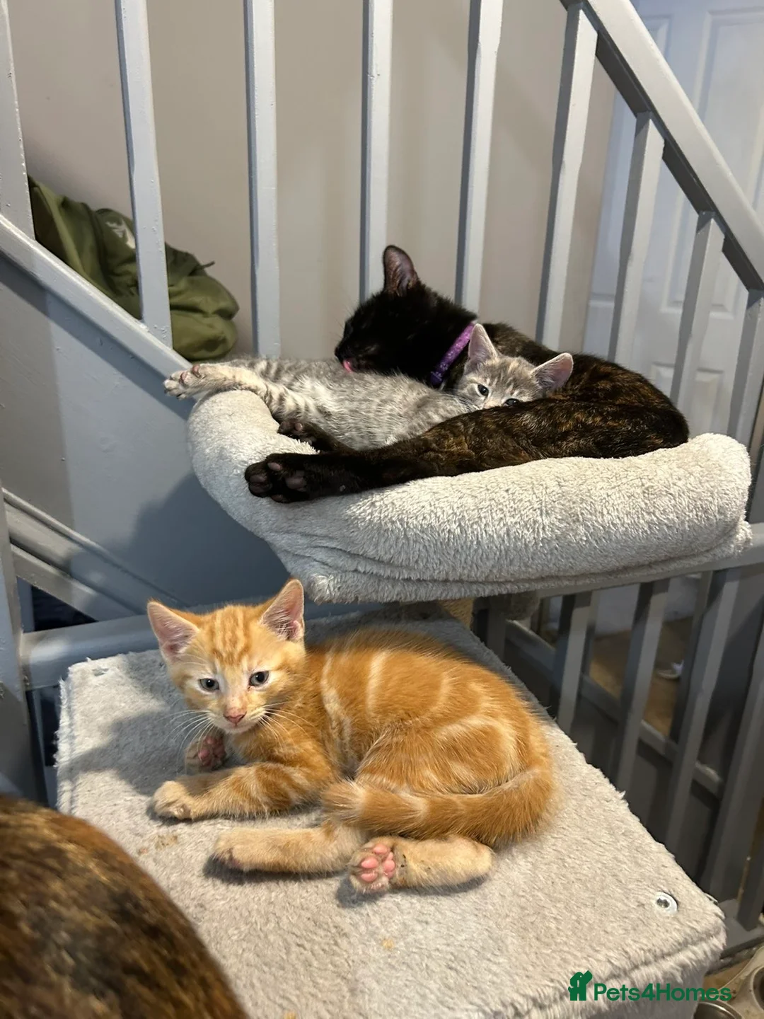 Mixed Breed cats for sale: Beautiful kittens for sale. read description.  - Advert 2