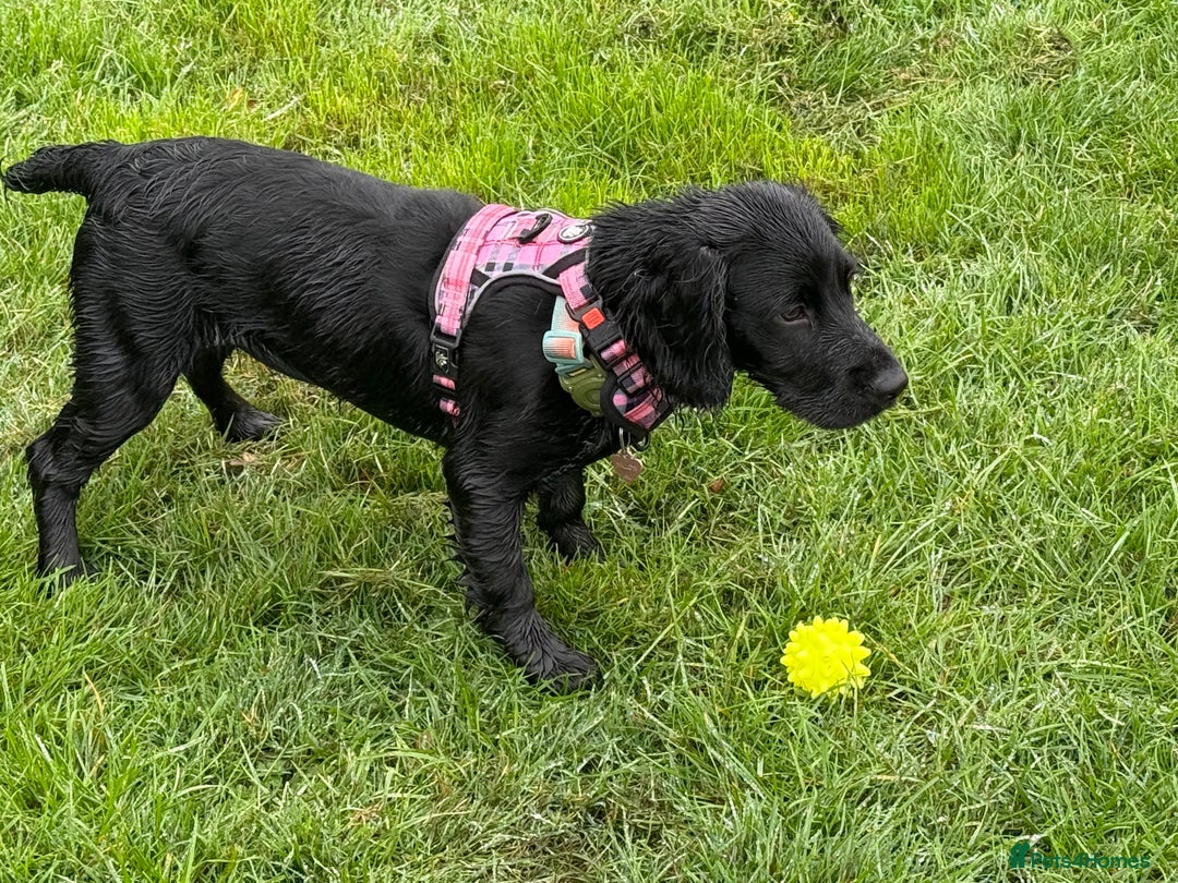 Sprocker dogs for sale: Sprocker 5 months old - Advert 4