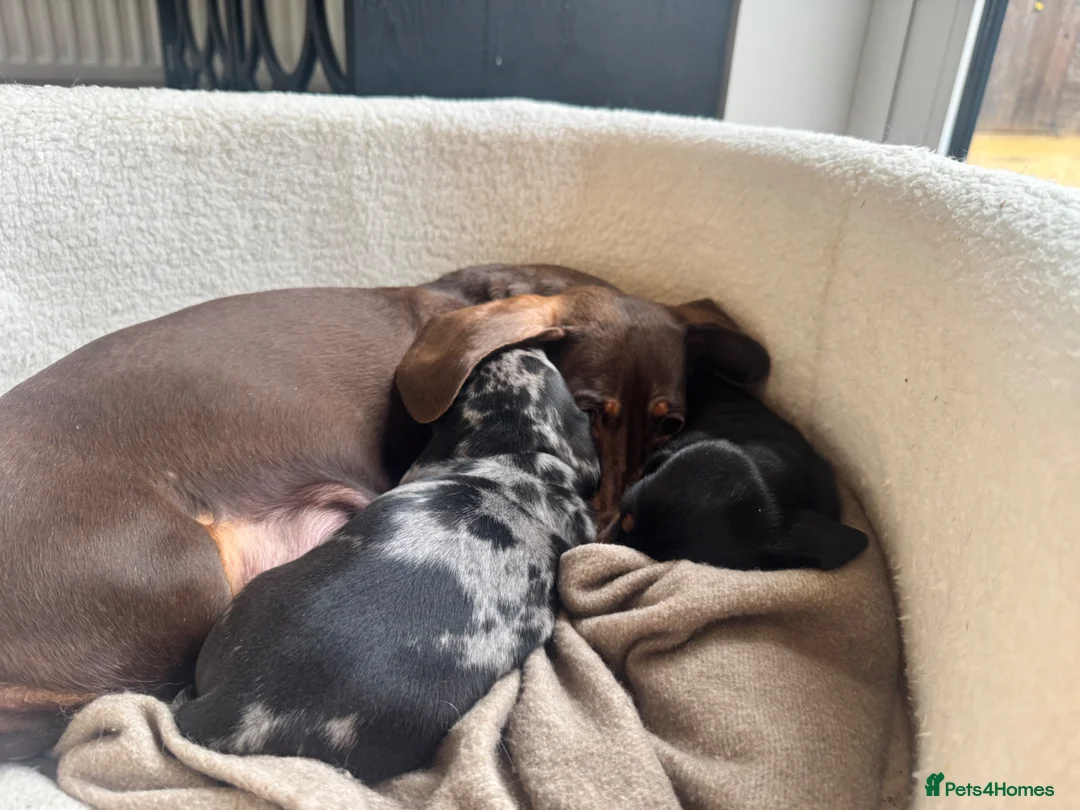 Miniature Dachshund dogs for sale: KC Registered miniature dachshund puppies  in Cambridge - Advert 2