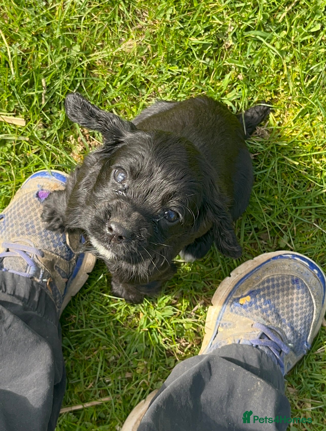 Cocker Spaniel dogs Cocker Spaniel  - Advert 15