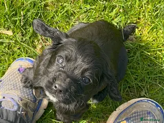 Cocker Spaniel dogs Cocker Spaniel - Advert 15