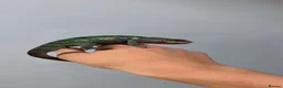 Chameleon reptiles for sale: True nosy be blue panther chameleon  in Reading - Advert 7