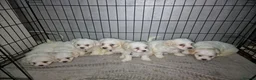 Bichon Frise dogs for sale: Pure White Bichon Frise for Sale🤍🐶 - Advert 2