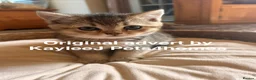 British Shorthair cats for sale: GCCF Registered British Shorthair Kittens Golden🌟 - Advert 4