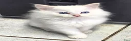 Ragdoll cats for sale: Amazing Ragdoll Babies  in Hartlepool - Advert 12