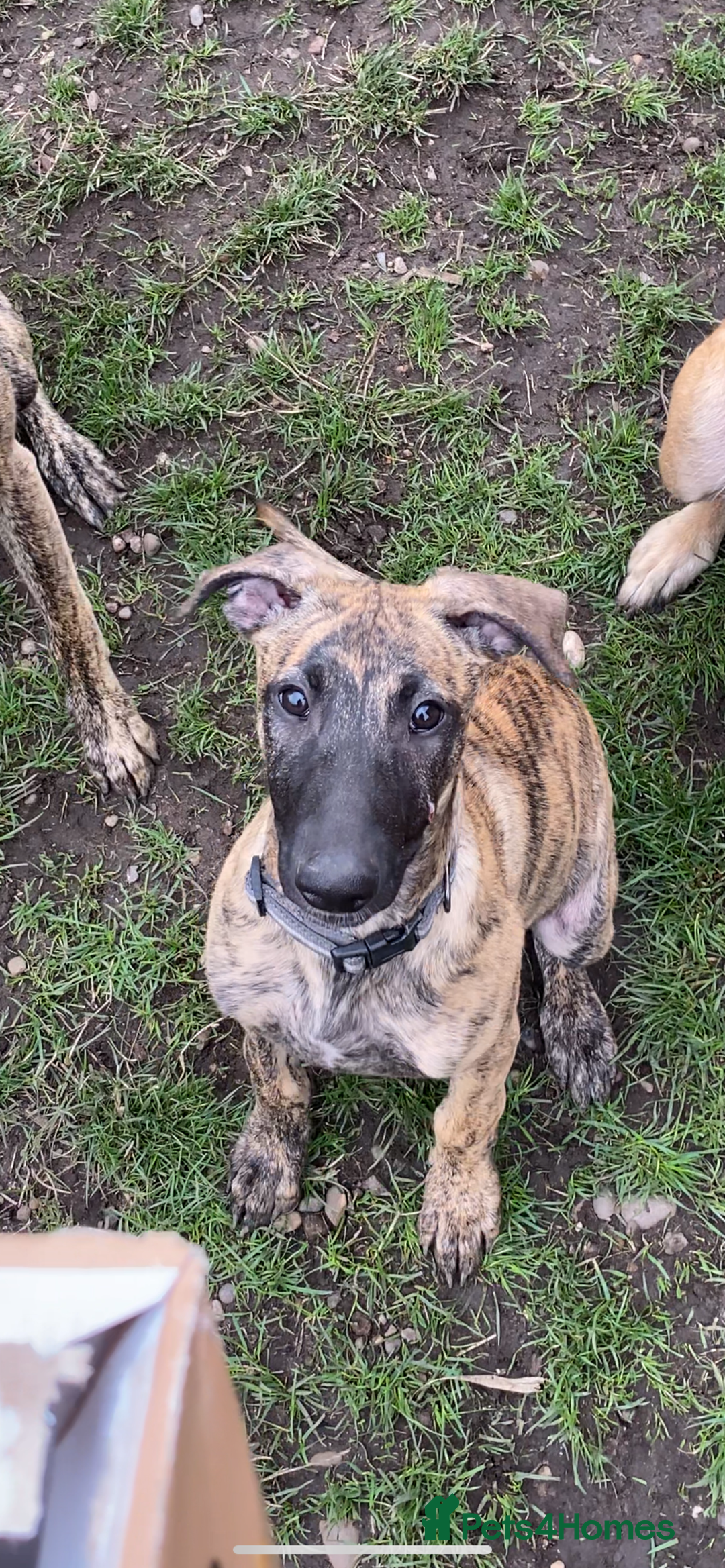 Mixed Breed dogs for sale: Mali x whippet greys - Image 1