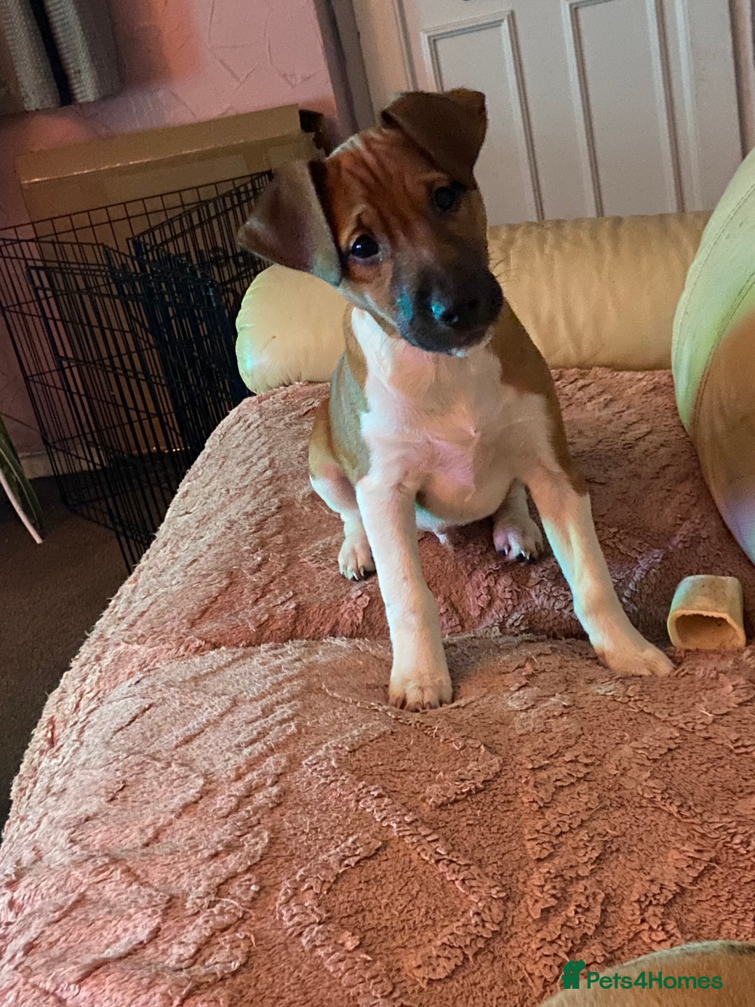 Plummer Terrier dogs for sale: 3/4 plummer 1/4 beagle puppy - Advert 2