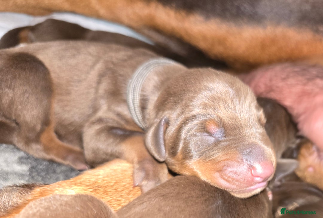 Dobermann dogs for sale: *HEALTH TESTED,HOME REARED,STUNNING DOBERMAN PUPS - Image 10