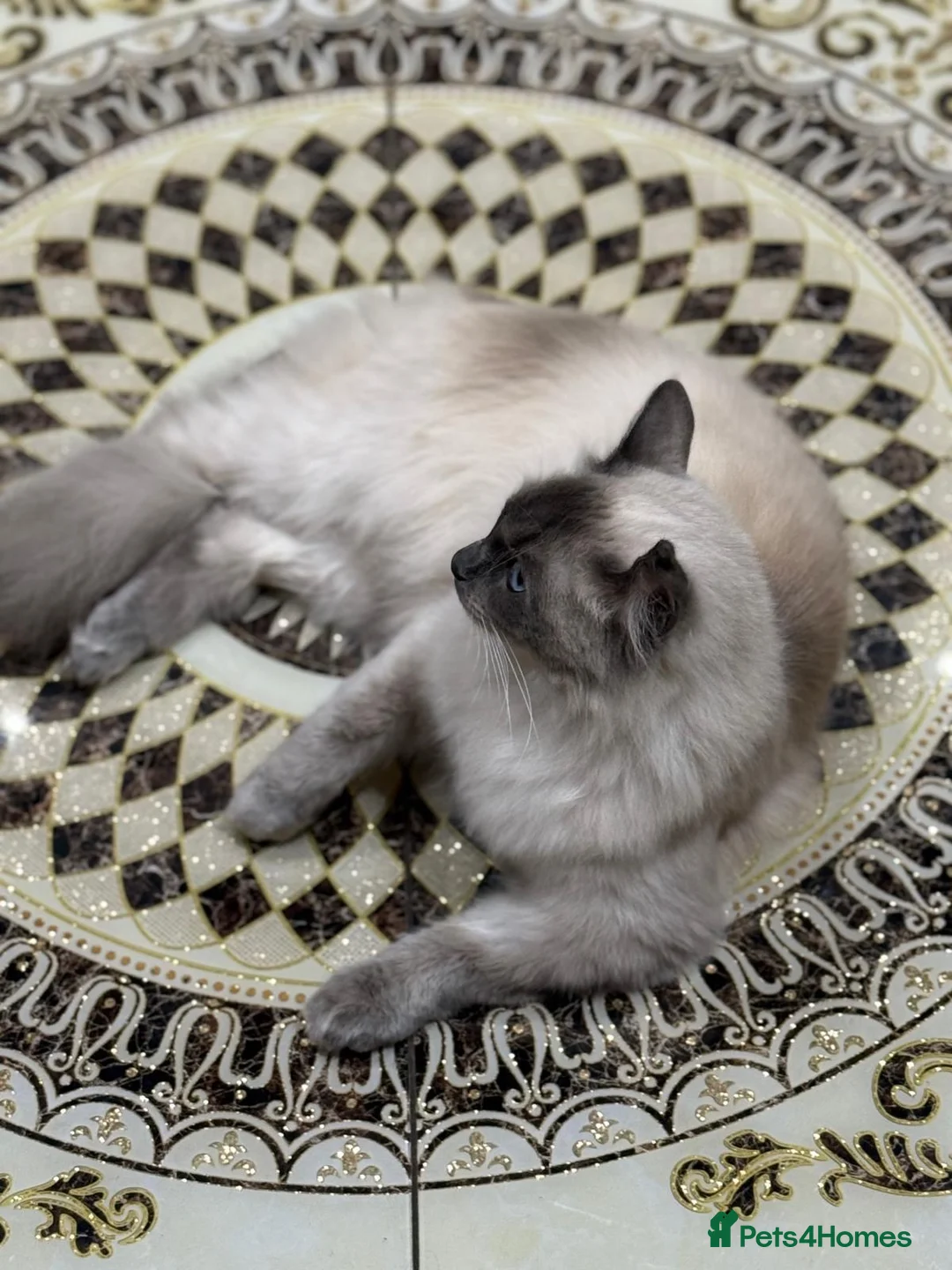 Ragdoll cats for sale: RAGDOLL MALE BLUE EYED HEART BREAKER - Advert 6