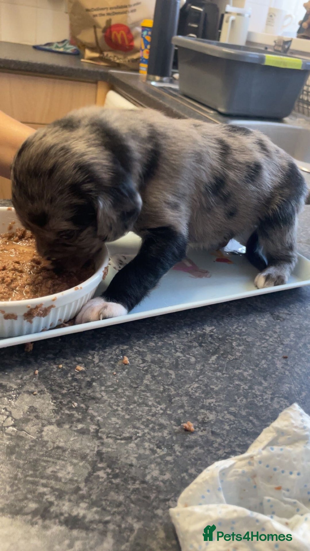 Mixed Breed dogs for sale: Sprollie Puppies  - Image 6
