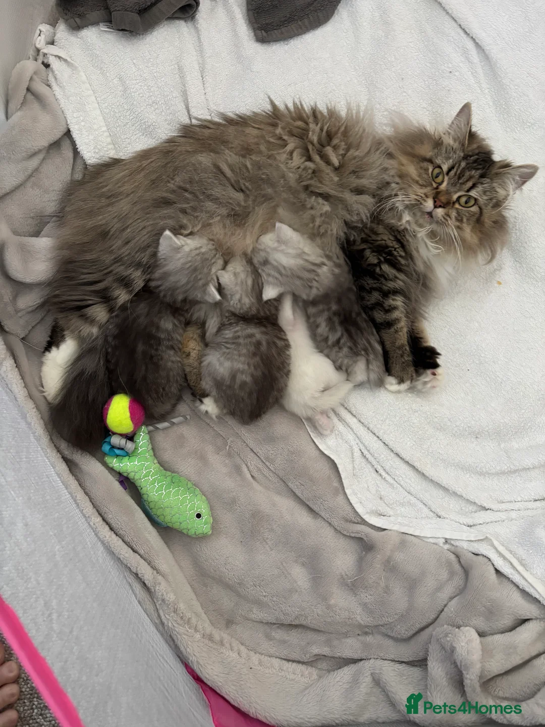 Persian cats for sale: Doll Face Persian Kittens in Uckfield - Advert 1