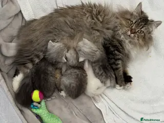 Persian cats Doll Face Persian Kittens - Advert 1