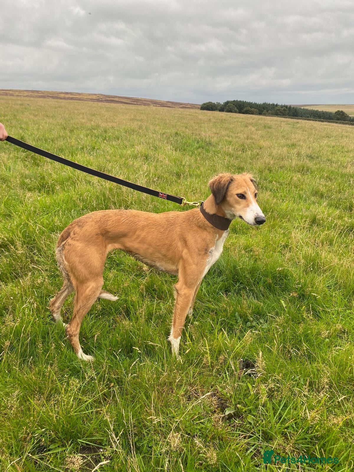 Lurcher dogs Lurcher puppies - Advert 2