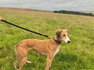 Lurcher dogs Lurcher puppies - Advert 2