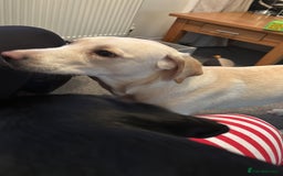Labrador Retriever dogs for sale: Red fox Labrador & yellow lab  in Gainsborough - Image 14