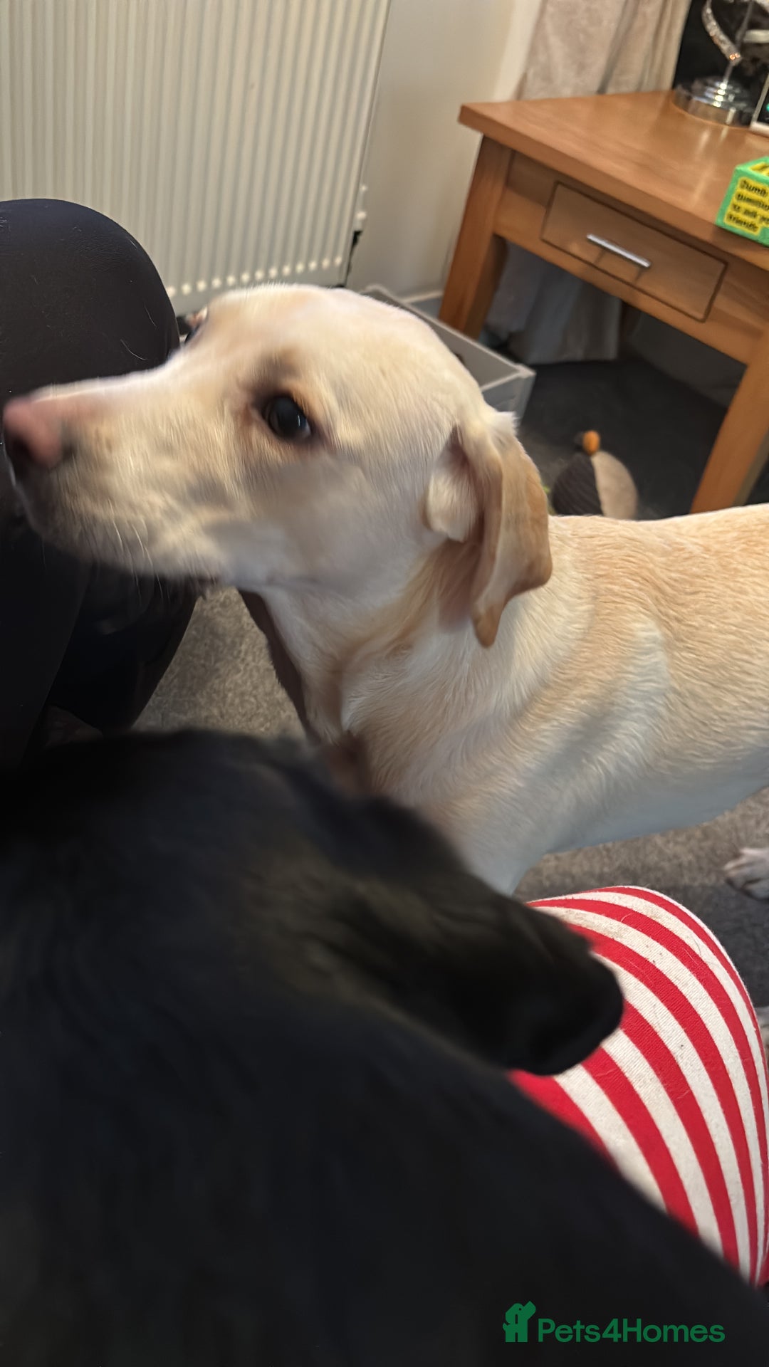 Labrador Retriever dogs for sale: Red fox Labrador & yellow lab  in Gainsborough - Image 14