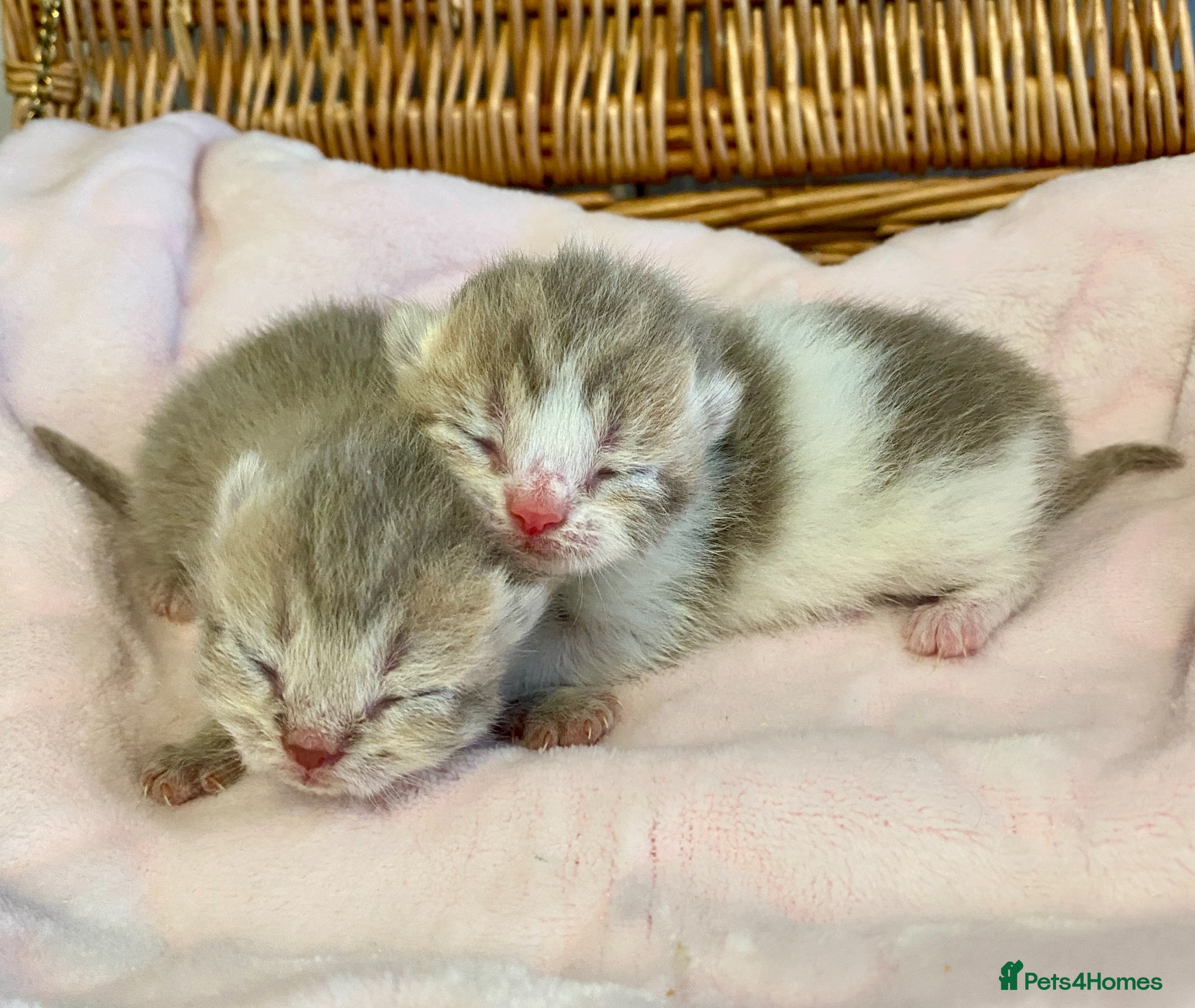 Scottish Fold cats 🧸BEAUTIFUL SCOTTISH/BSH 😻🧸 - Advert 15