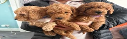 Cockapoo dogs for sale: Adorable Cockapoo puppies LAST PUPPY  🐶🐾 - Advert 6