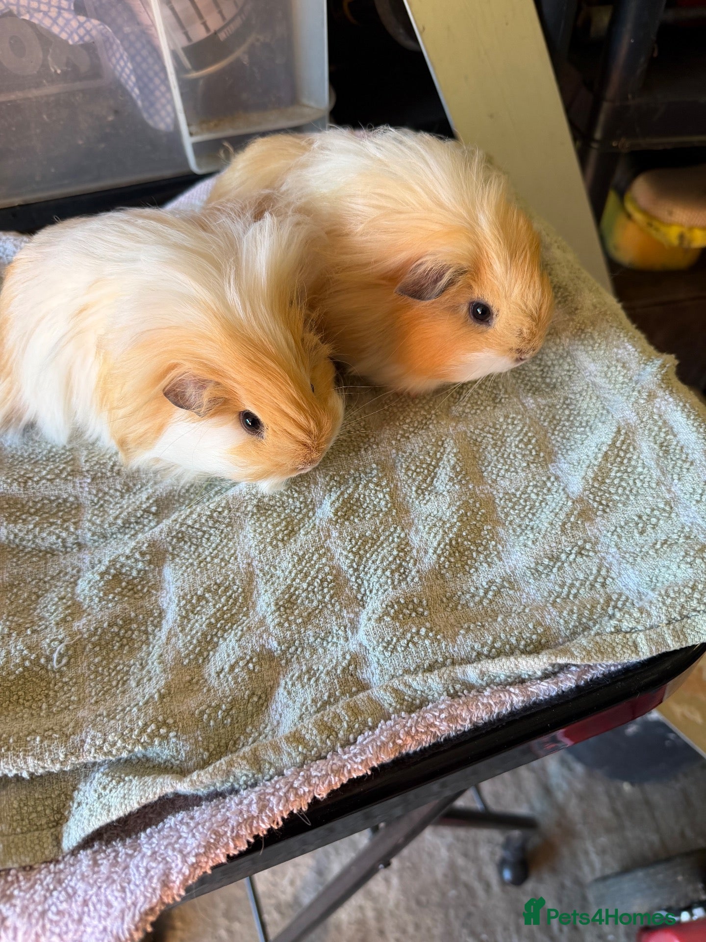 Guinea Pig rodents Bonded brothers  - Advert 6