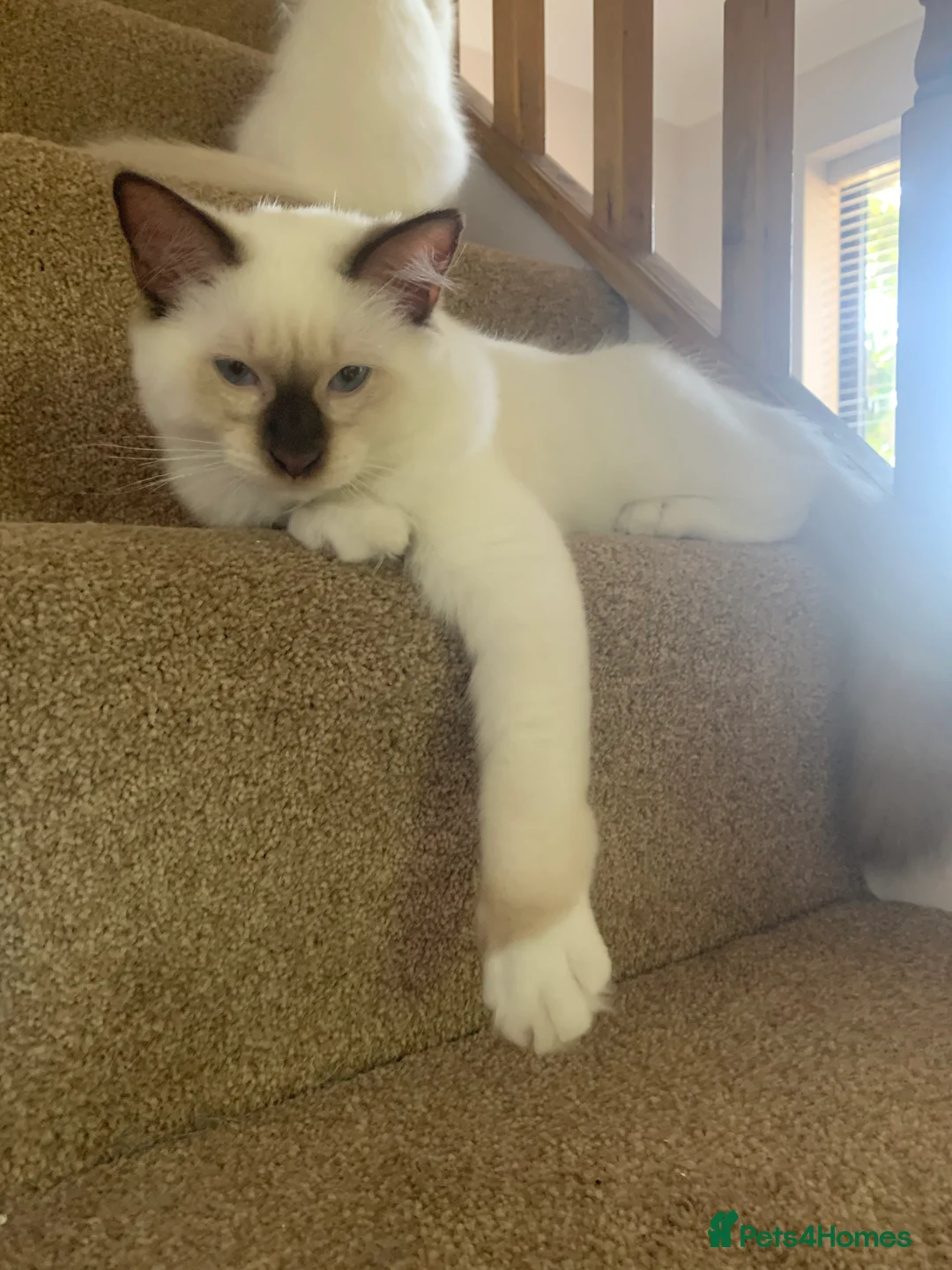 Ragdoll cats for stud: Gorgeous GGCF/TICA chocolate  mitted ragdoll in Norwich - Advert 11