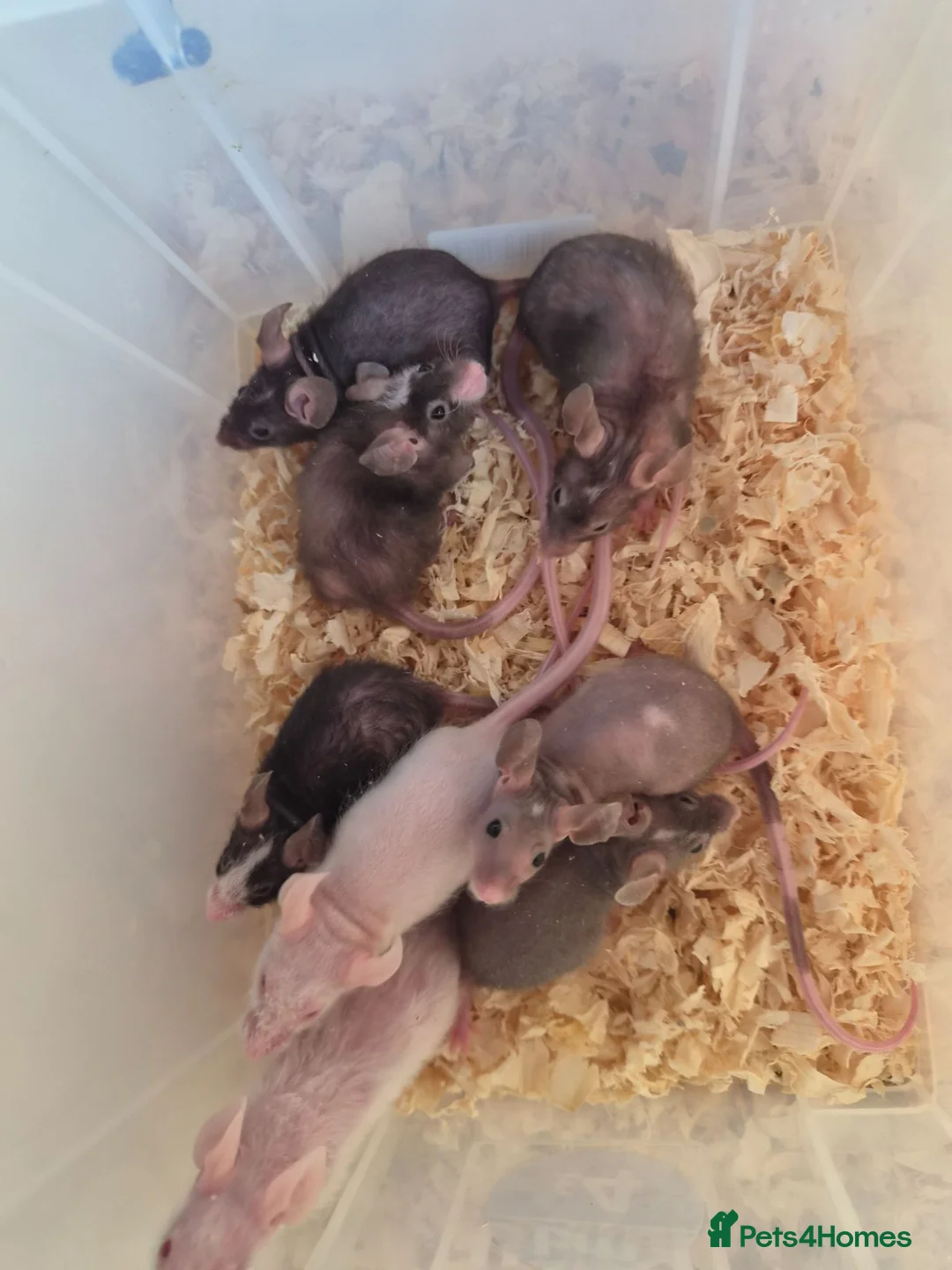 Mouse rodents for sale: Fancy pet mice for sale £8 each  - Advert 12
