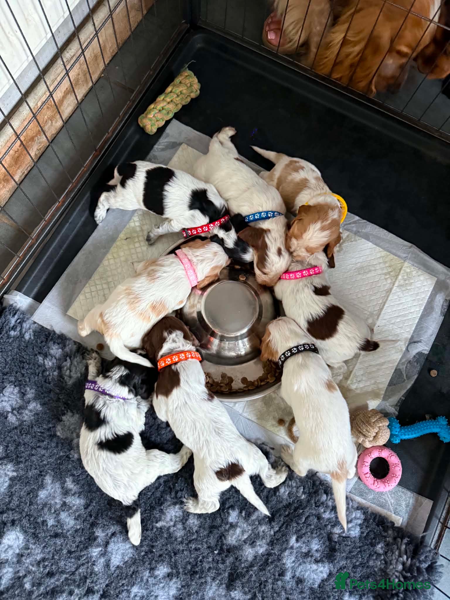 Cocker Spaniel dogs  Beautiful Litter of Show Cocker Spaniels  - Advert 13