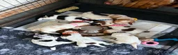 Cocker Spaniel dogs for sale:  Beautiful Litter of Show Cocker Spaniels  - Advert 1