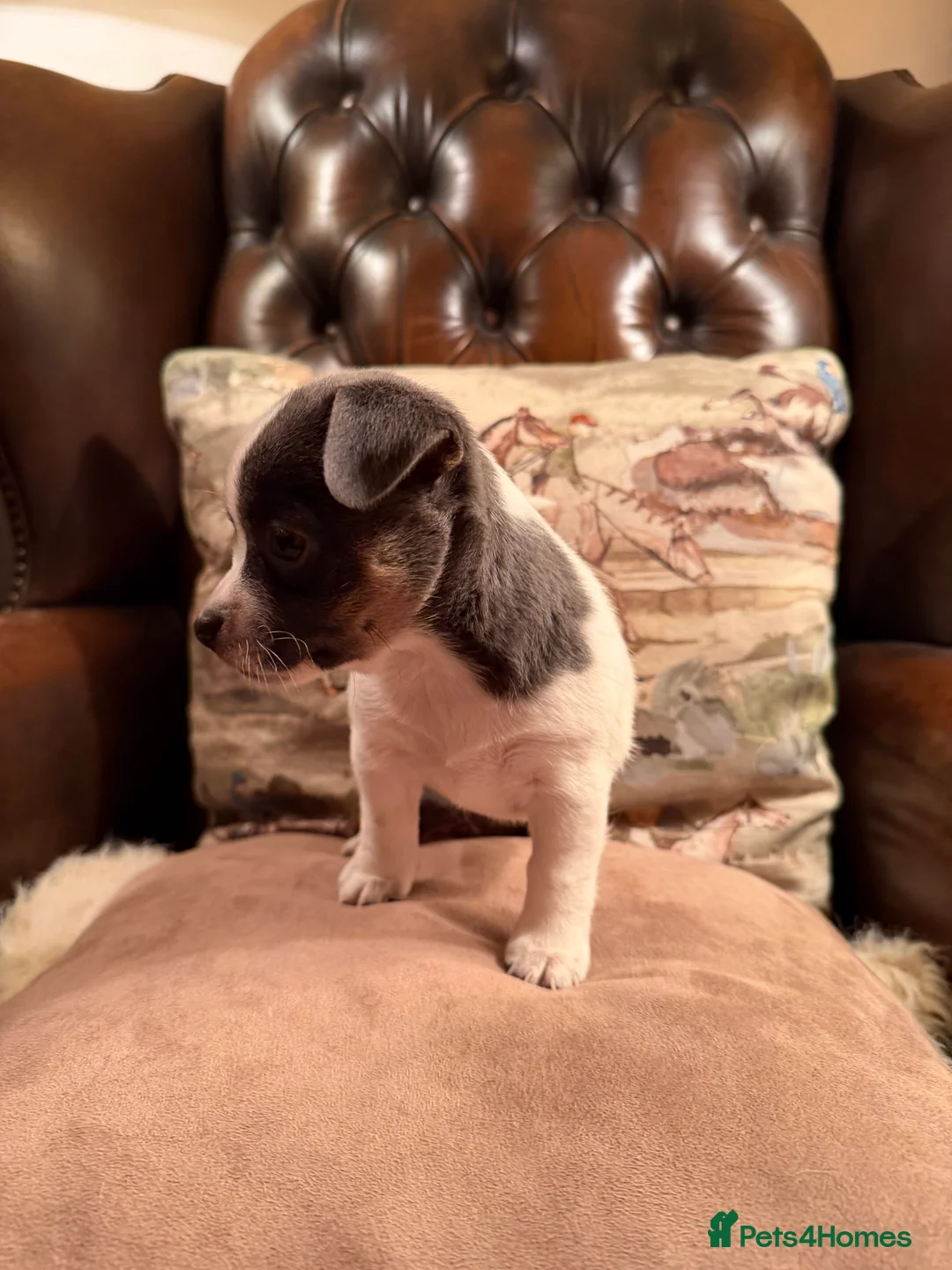 Jack Russell dogs for sale: Stunning blue and blue tri JRT pups - Advert 10