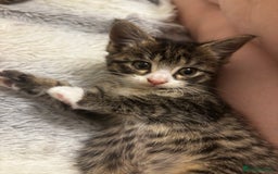 Norwegian Forest Cat cats for sale: Beautiful fluffy kittens - Image 32