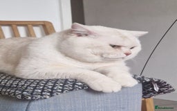 British Shorthair cats for sale: British shorthair hair kittens  - Image 11