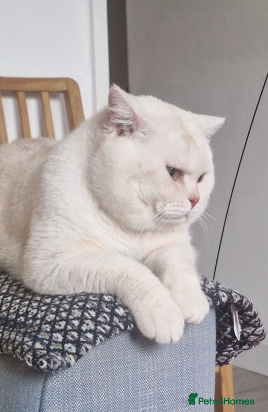 British Shorthair cats for sale: British shorthair hair kittens  - Image 11