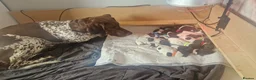 German Shorthaired Pointer dogs for sale: KC Registered German Shorthaired Pointer Puppies - Advert 9
