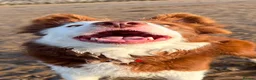 Border Collie dogs for sale: Maggie in Morecambe - Advert 4