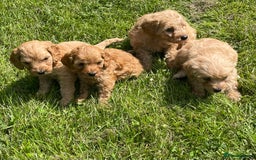 Cavapoo dogs for sale: Cavapoo puppies  - Image 3