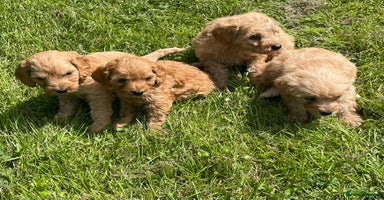 Cavapoo dogs - Advert 2