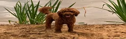 Labradoodle dogs for sale: F1b labradoodle farm raised health tested parent  - Advert 7
